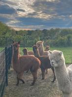 ALPACAS hengsten en merries te koop!, Dieren en Toebehoren, Meerdere dieren