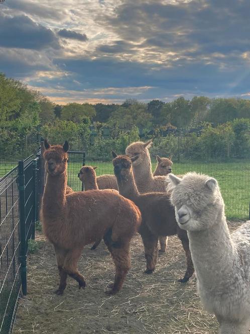 ALPACAS hengsten en merries te koop!, Dieren en Toebehoren, Overige Dieren, Meerdere dieren