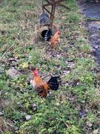 2 krielhanen, Mannelijk, Kip