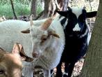 4 Drents Heideschaap Ram lammeren, Dieren en Toebehoren, Schapen, Geiten en Varkens, Mannelijk, Schaap, 0 tot 2 jaar