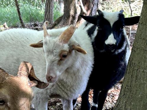 4 Drents Heideschaap Ram lammeren, Dieren en Toebehoren, Schapen, Geiten en Varkens, Schaap, Mannelijk, 0 tot 2 jaar