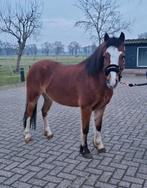 Mooie 5 jarige Welsh pony, Dieren en Toebehoren, Pony's, Merrie, Zadelmak, A pony (tot 1.17m), 3 tot 6 jaar