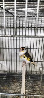 Majoor Putter twee Koopel In één aankoop, Dieren en Toebehoren, Mannelijk, Wildzangvogel