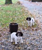 Engelse Springer Spaniel reutjes met stamboom, Reu, 8 tot 15 weken, Meerdere, Spaniël