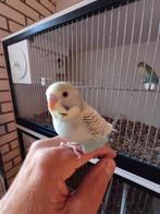 Jonge grasparkiet, Dieren en Toebehoren, Vogels | Parkieten en Papegaaien, Meerdere dieren, Parkiet, Tam