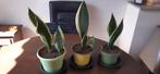 Sansevieria Laurentii, Ophalen, Halfschaduw, Minder dan 100 cm