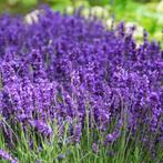 koopje Mooie Lavendel in Potmaat 21 cm, Ophalen, Zomer, Overige soorten, Volle zon