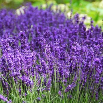 koopje Mooie Lavendel in Potmaat 21 cm beschikbaar voor biedingen