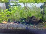 Low grade Neocaridina garnaaltjes, rood/geel/blauw, Dieren en Toebehoren, Vissen | Aquariumvissen, Kreeft, Krab of Garnaal