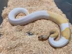 0.1 Ivory Pied ball python regius te koop, Dieren en Toebehoren, Reptielen en Amfibieën, Slang, Tam, 0 tot 2 jaar