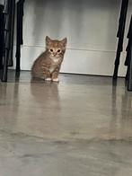 Schattige kittens rood, Dieren en Toebehoren, Katten en Kittens | Overige Katten, Kater, Kortharig, 0 tot 2 jaar