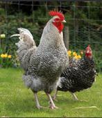 Prachtige noord hollandse blauwe haan 2025, Dieren en Toebehoren, Mannelijk, Kip