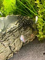 Hypancistrus Contradens, Dieren en Toebehoren, Vis