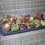 Sempervivum Rotsplanten Vetplanten 18 st €16,00 per tray, Tuin en Terras, Planten | Tuinplanten, Halfschaduw, Zomer, Overige soorten