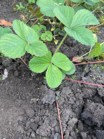 Fragaria Toscane Aardbeiplant beschikbaar voor biedingen
