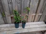 Clematis, Tuin en Terras, Ophalen, Overige soorten, Volle zon