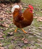 Mooie grote vriendelijke haan, Dieren en Toebehoren, Pluimvee, Mannelijk, Kip