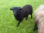 Ouessant ram lam, Dieren en Toebehoren, Schapen, Geiten en Varkens, Mannelijk, Schaap