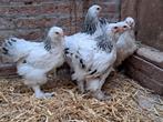 Jonge brahma's wit zwart Columbia, Dieren en Toebehoren, Pluimvee, Geslacht onbekend, Kip