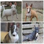 Mini bullterriër pups FCI papieren, Dieren en Toebehoren, Bull Terriër, Rabiës (hondsdolheid), 8 tot 15 weken, Meerdere