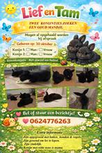 Lief en Tam: Twee konijntjes zoeken een gouden mandje!, Dieren en Toebehoren