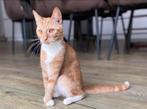 Superlief rood katertje, wit staartpuntje en witte sokjes, Dieren en Toebehoren, Katten en Kittens | Overige Katten, Kater, Kortharig