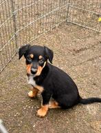 kelpie / border collie puppy’s, Dieren en Toebehoren, Honden | Herdershonden en Veedrijvers, Overige rassen, 8 tot 15 weken, Meerdere