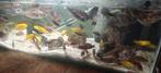 Cichliden, Dieren en Toebehoren, Vissen | Aquariumvissen, Vis