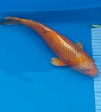 Koi karper, Dieren en Toebehoren, Karper of Koi