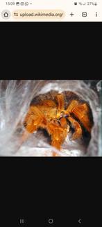Pterinochilus Murinus(Orange Baboon Tarantula)., Spin of Schorpioen