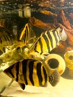 Datnioides microlepis sumatra tijgerbaars, Dieren en Toebehoren, Vis, Zoetwatervis