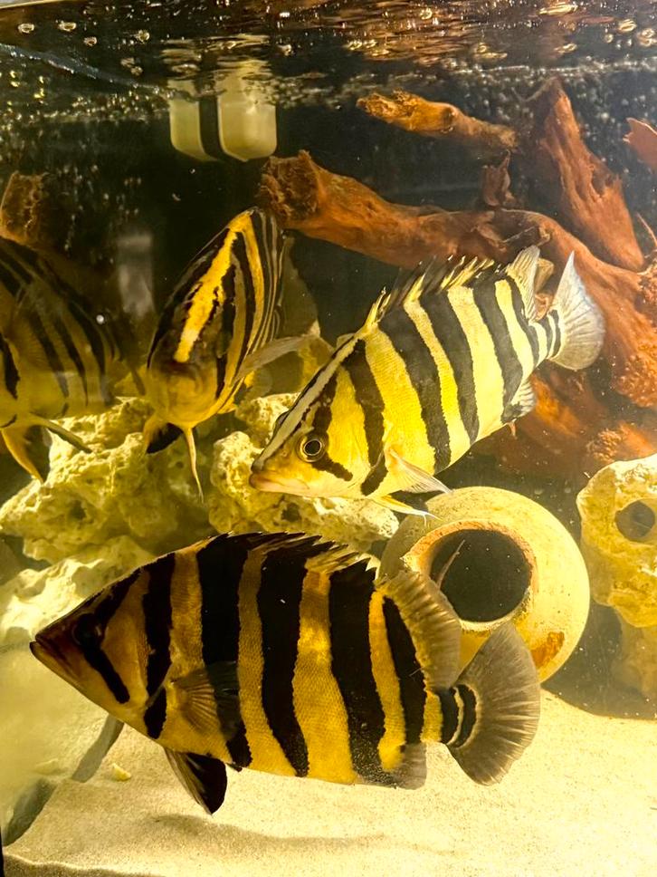 Datnioides microlepis sumatra tijgerbaars, Dieren en Toebehoren, Vissen | Aquariumvissen, Zoetwatervis, Vis