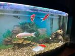 Aquariums en vissen, Dieren en Toebehoren, Vissen | Aquaria en Toebehoren, Ophalen, Gevuld zoetwateraquarium