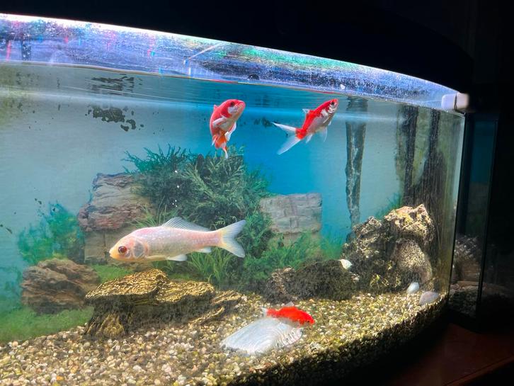 Aquariums en vissen, Dieren en Toebehoren, Vissen | Aquaria en Toebehoren, Gevuld zoetwateraquarium, Ophalen