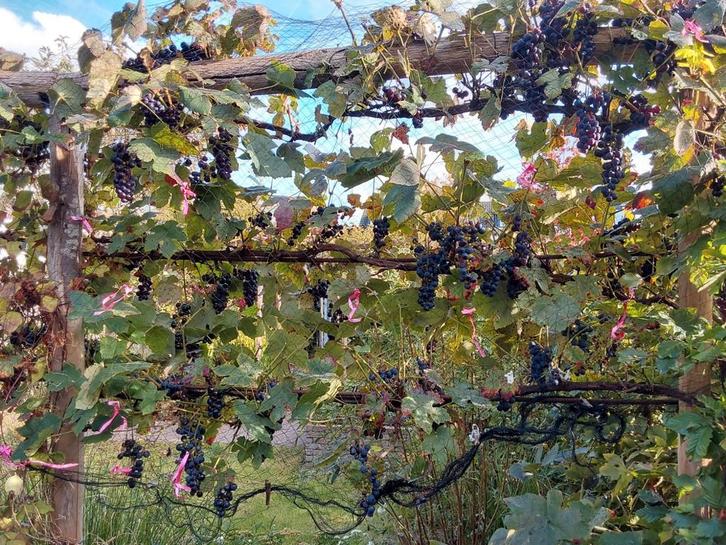 Blauwe druiven - ruilen voor een zak chocolade kruidnoten, Tuin en Terras, Planten | Fruitbomen, Ophalen