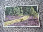 VELUWE  >  BLOEIENDE HEIDE OP DE VELUWE, Verzenden, 1920 tot 1940, Gelopen, Gelderland