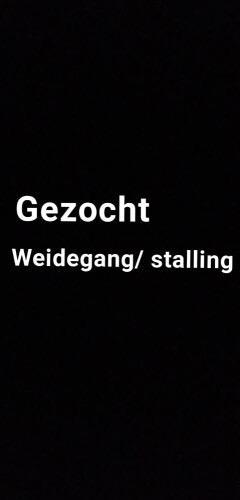Gezocht weidegang, Dieren en Toebehoren, Stalling en Weidegang