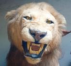 Opgezette dieren verzameling taxidermie, Ophalen, Zo goed als nieuw