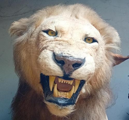 Opgezette dieren verzameling taxidermie, Diversen, Overige Diversen, Zo goed als nieuw, Ophalen