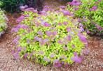 spirea vaste plant roze, Tuin en Terras, Planten | Tuinplanten, Ophalen, Zomer, Overige soorten, Halfschaduw