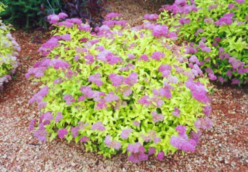 spirea vaste plant roze, Tuin en Terras, Planten | Tuinplanten, Overige soorten, Halfschaduw, Zomer, Ophalen