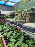Komkommer Plant Aubergin Tomaat Punt paprika Biber aci Tatli, Tuin en Terras, Planten | Tuinplanten, Volle zon, Groenteplanten