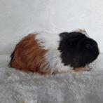 Super lieve jonge cavia zeugjes te koop, Dieren en Toebehoren, Augustus, Vrouwelijk, Cavia