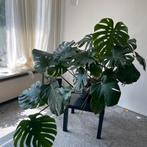 Monstera deliciosa, Huis en Inrichting, Ophalen of Verzenden, Overige soorten, Minder dan 100 cm