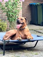 Lieve Rhodesian Ridgeback reu zoekt een nieuwe familie!, Dieren en Toebehoren, Honden | Beagles, Bassets en Lopende honden, CDV (hondenziekte)
