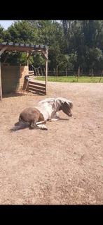 Weide te huur gezocht, Dieren en Toebehoren, Stalling en Weidegang