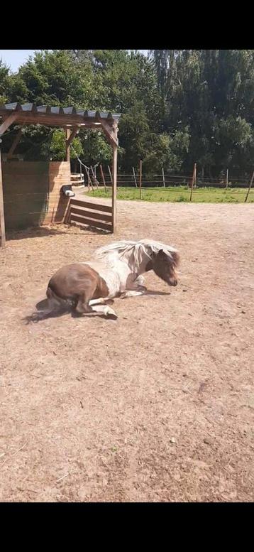 Weide te huur gezocht beschikbaar voor biedingen