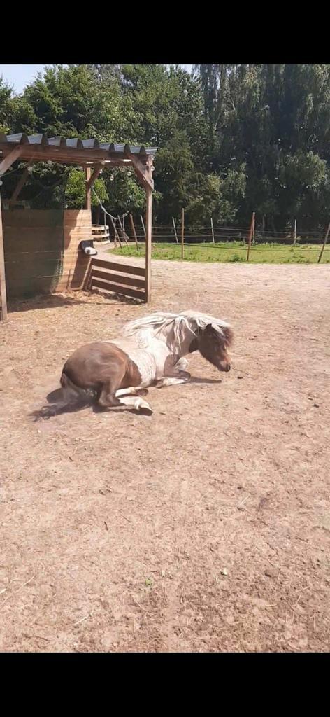Weide te huur gezocht, Dieren en Toebehoren, Stalling en Weidegang