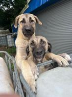 Kangal puppy’s te koop, Dieren en Toebehoren, Honden | Herdershonden en Veedrijvers, 8 tot 15 weken, Meerdere, Meerdere dieren