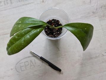 hoya diversifolia el nidicus beschikbaar voor biedingen